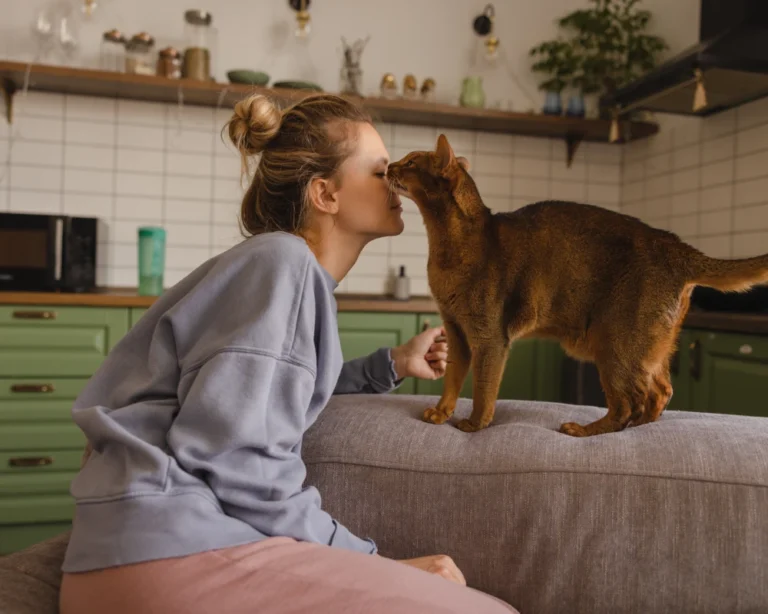 pet food automatic dispenser